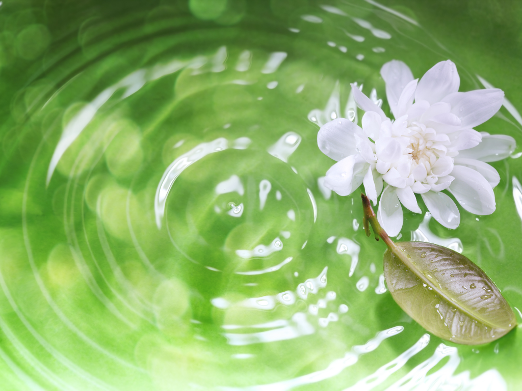 Weiße Blume auf grünem Wasser – Reinigung und Leichtigkeit durch Access Bars®